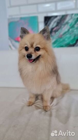 Груминг, стрижка собак и кошек, зоогостиница