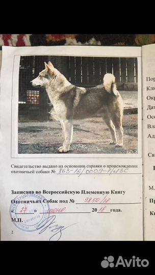 Вязка кобеля