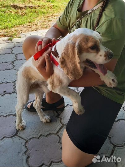 Вязка английский кокер спаниель