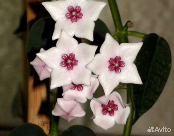 Набор хой N 2 из 8, 16 или 30 видов