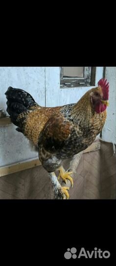 Продаются петушки 4,5 мес