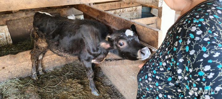 Продаётся бычок 6мес