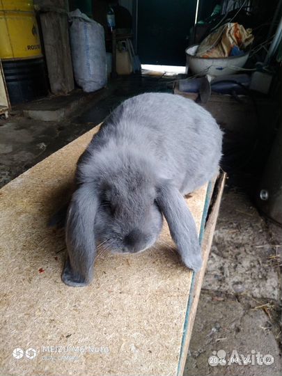 Кролики породы французский баран