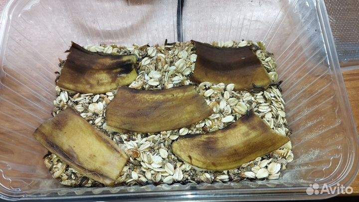 Личинки жуков знахарей