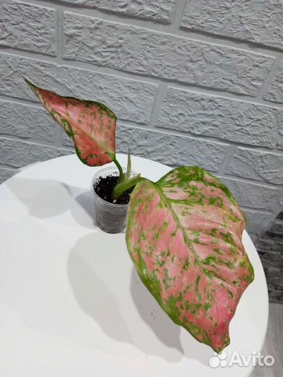 Аглаонемы сортовые