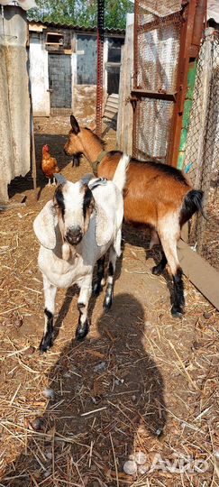 Козы Альпийка и нубийка