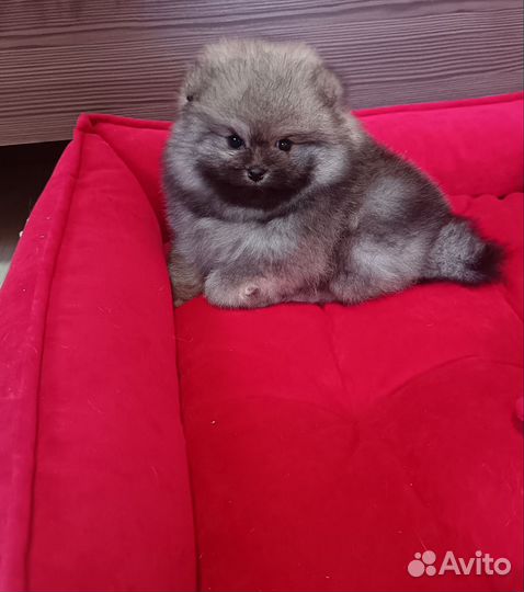 Чудо мальчик