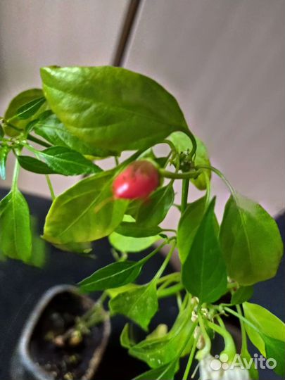 Декоративно- съедобный перчик