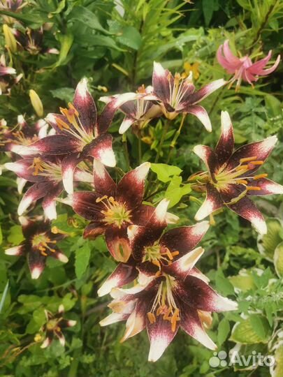 Лилии сортовые луковицы