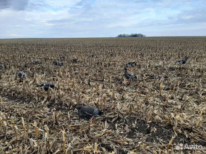 Чучела гуся sport plast