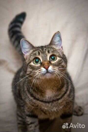 Кошечка в добрые руки