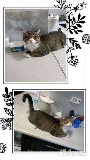 Молодой котик в добрые руки