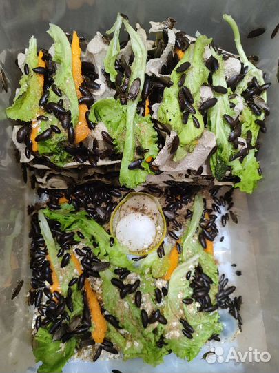 Мраморный таракан