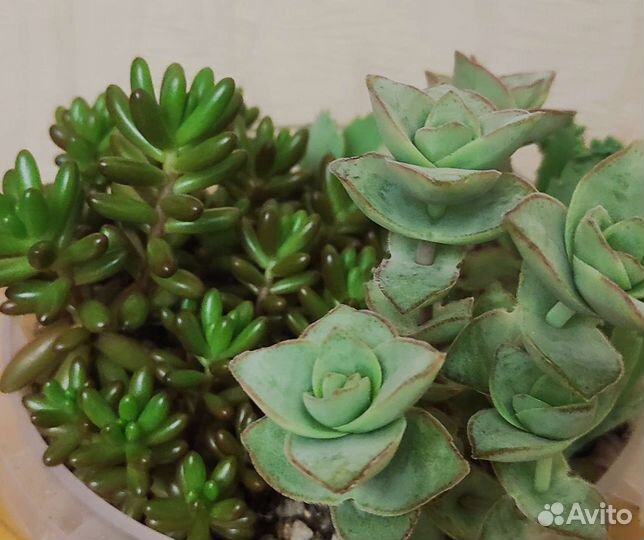 Суккуленты