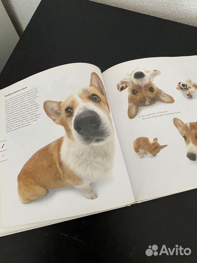 Книга The dog artlist collection
