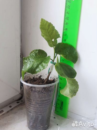 Гибискус сортовой Night Runner