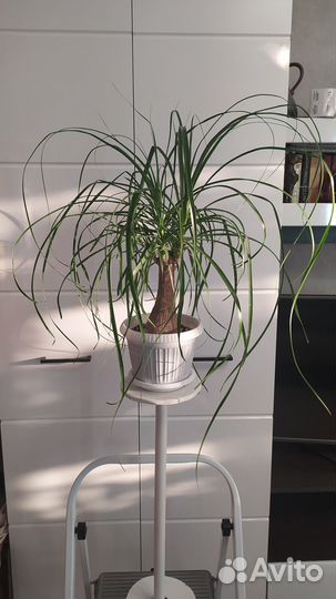 Бокарнея нолина, драцена, замиокулькас