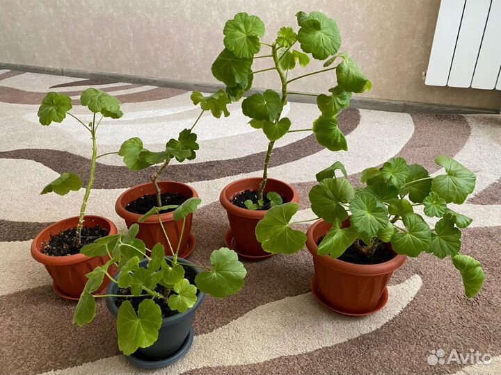 Герань от 100р