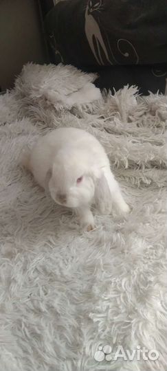 Кролик вислоухий