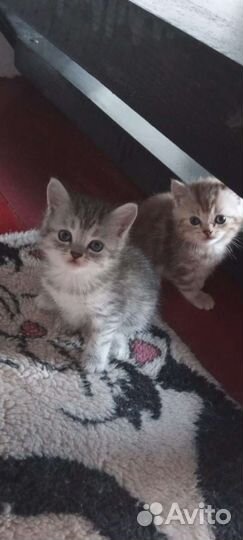 Кошки бесплатно