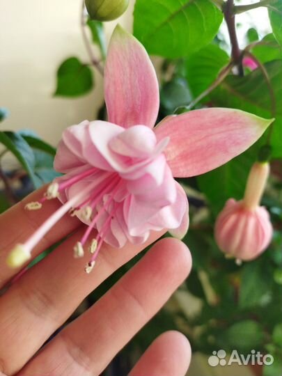 Комнатные цветы