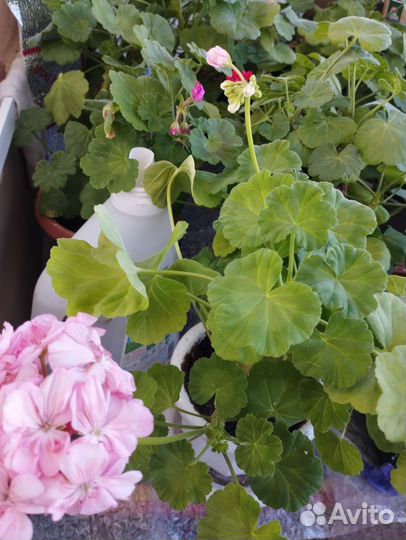 Синненгия цветущая и герань разная