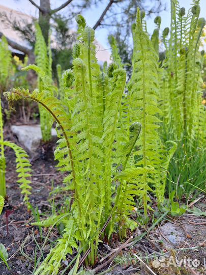 Папоротник садовый