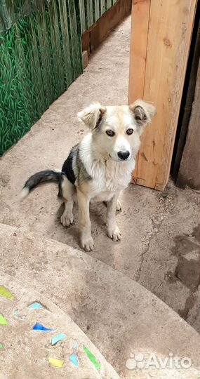 Щенок подросток