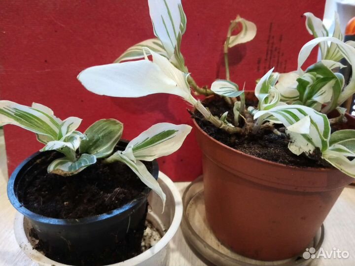 Комнатные цветы