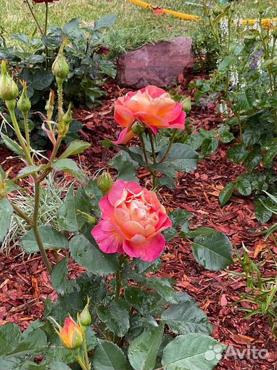 Мульча кора лиственницы