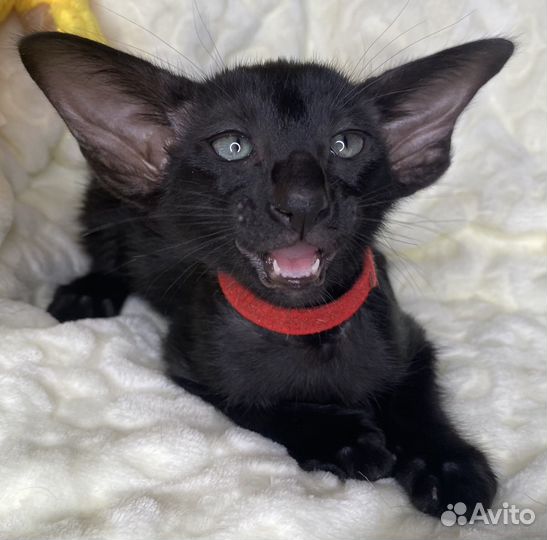 Ориентальные котята