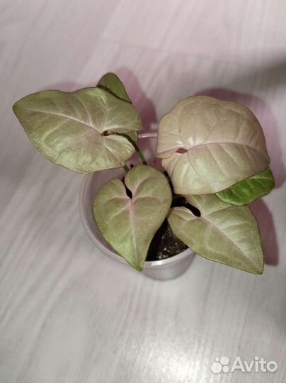 Сингониум Неон робуста