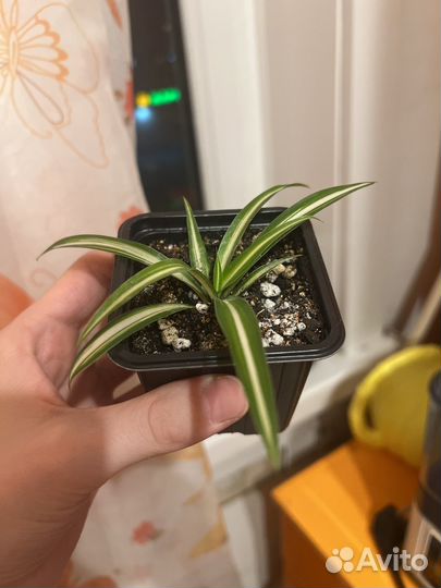 Хлорофитум хохлатый