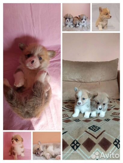 Девочки Вельш корги пемброк, Р.К.Ф