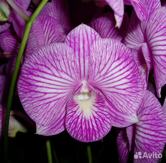 Дендробиум фаленопсис.Dendrobium Burana Stripe