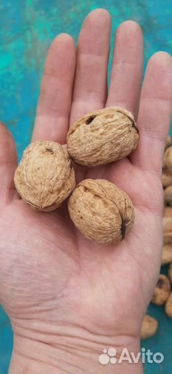 Грецкий орех