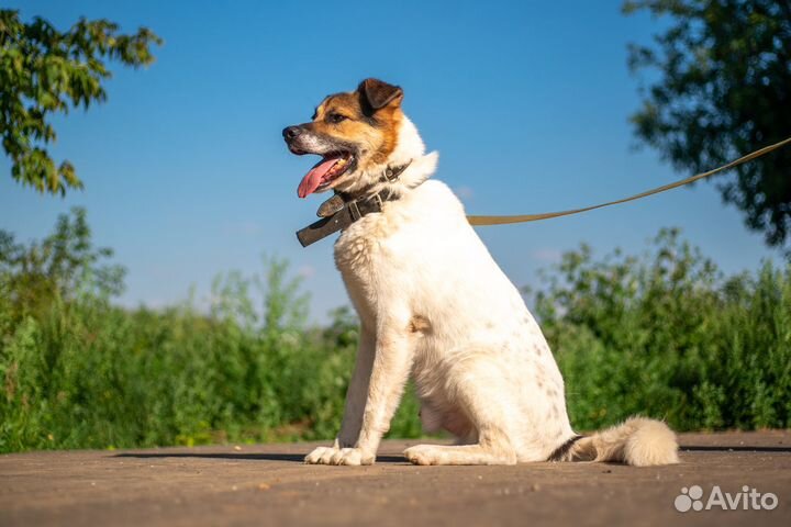 Тарзан ищет дом