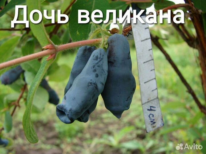 Жимолость крупноплодная