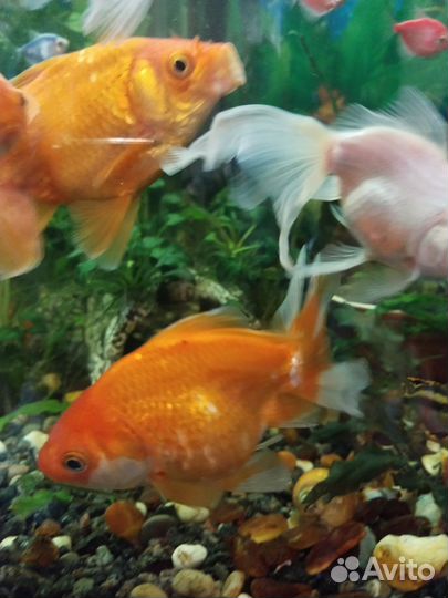 Рыба- золотые
