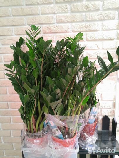 Комнатные растения цветы озеленение