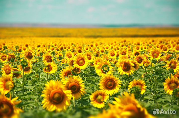 Доставка семян подсолнечника