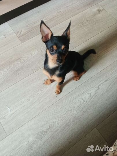 Мини той-терьер вязка