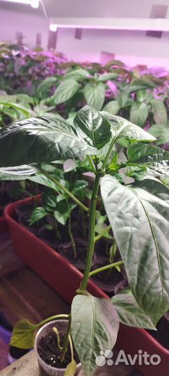 Рассада с доставкой по г.Ишимбай