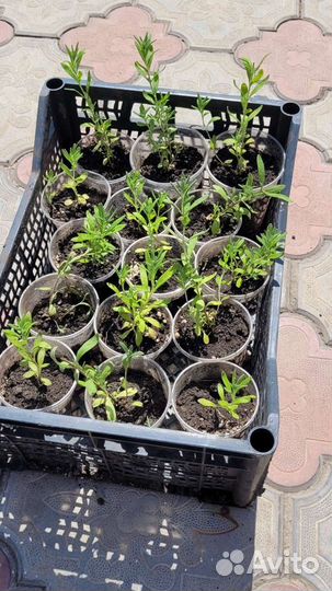 Лаванда саженцы