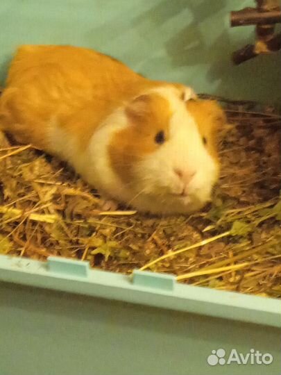 Морской свин