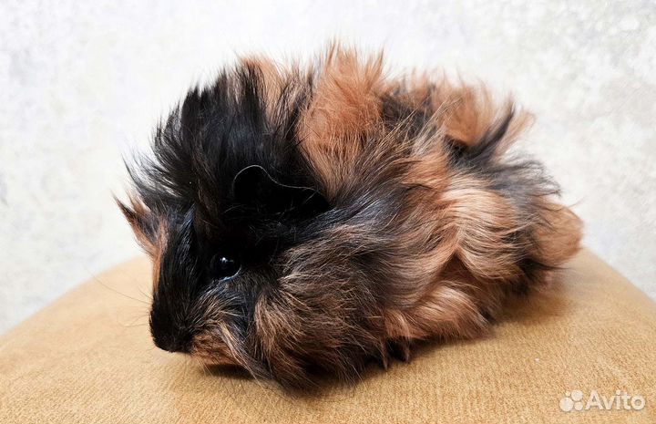 Малыши морских свинок