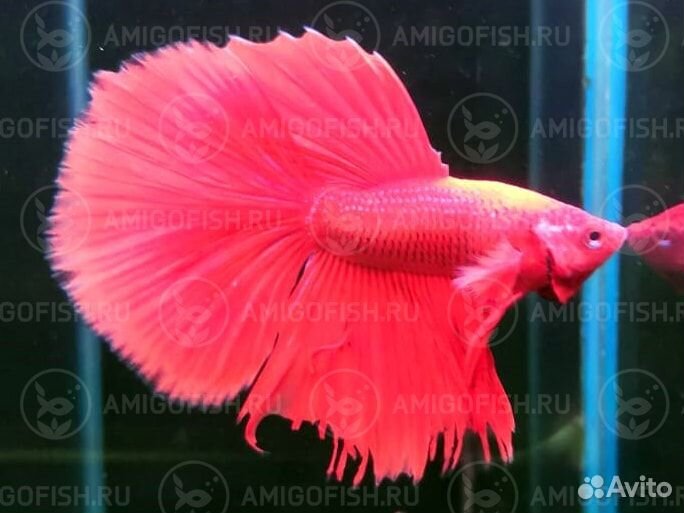 Петушок Халф Мун (Betta male Halfmoon) Люкс