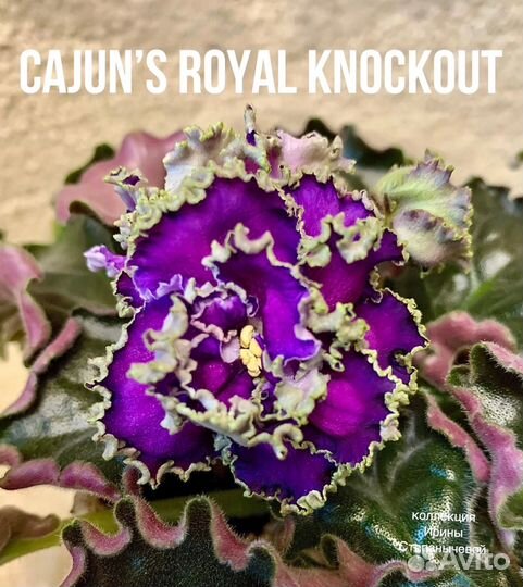 Фиалки детки