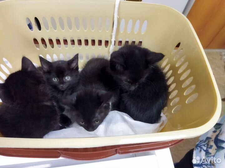 Котята в добрые руки