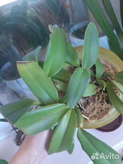 Орхидея фаленопсис, бери ода, berry oda